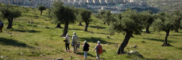 Hirtenfelder über Israel
