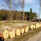 Das Holz für unsere Orgel